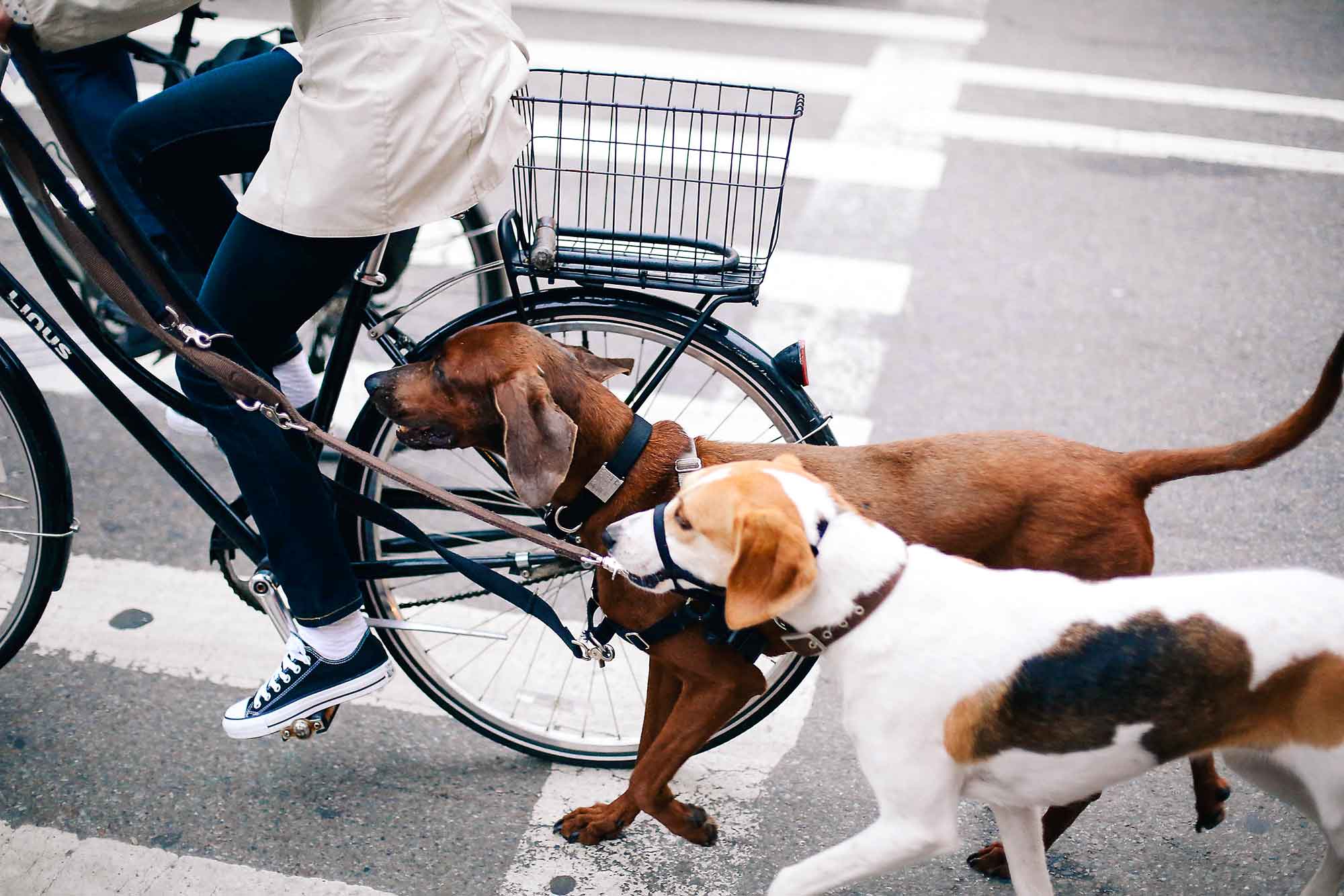 Woman cycling with her dogs